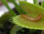 พืชกินเนื้อ Dionea (Venus flytrap) พืชกินเนื้อ Dionea