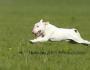 poze cu câini bull terrier