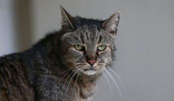 Самая старая кошка в мире попала в книгу рекордов гиннесса