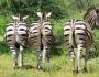 Zebra trăiește în Africa.  Ce mănâncă o zebră?  Hrănire și comportament de hrănire