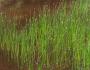 Eleocharis (sitnyag) parvula, เข็ม, คนแคระในพิพิธภัณฑ์สัตว์น้ำ