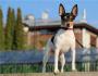 สายพันธุ์ Fox Terrier: ลักษณะการผสมพันธุ์การฝึกอบรมและการศึกษา