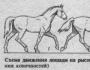 Galop mers cariera trap.  Mersul calului.  Există mai multe subspecii de râs