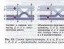 O ramură a geneticii moleculare care studiază organizarea structurală și funcțională a genelor și a genomului organismelor vii.Din toate fazele meiozei, cea mai lungă