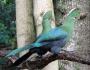 Pasăre tropicală Turaco 8 litere cuvinte încrucișate