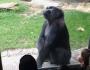 Washoe the Talkative Chimpanzee Words สร้างประโยค