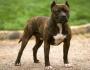 สุนัข American Staffordshire Terrier ความแตกต่างระหว่าง Amstaff และ Pit Bull ภาพถ่าย