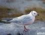 Tipuri de pescăruși.  Pasăre pescăruş.  Descrierea, caracteristicile, speciile și habitatul păsării pescăruși.  Specie de păsări pescăruși