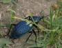 Descrierea și fotografia gândacilor de pământ.  Gândacul de pământ insectă.  Stilul de viață și habitatul gândacului de pământ Descrierea insectei gândacului de pământ pentru copii