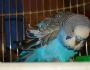 Diareea la un budgerigar: cauze, metode de tratament, recenzii