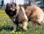 สีหลักของ Caucasian Shepherd Dogs