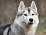 สายพันธุ์สุนัข: สุนัขอลาสกันมาลามิวท์ Canadian Malamute