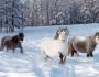 Cal Yakut - descriere și fotografie a rasei de cai sălbatici Yakut