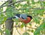 Bullfinches – เมื่อมันบินและบินที่ไหน