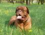 Dogue de Bordeaux - ผู้พิทักษ์ที่ดุร้ายและสุนัขของ Bard เพื่อนที่น่ารัก