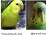 การดูแล Budgerigar: ตัดกรงเล็บ ตัดจงอยปาก ตัดปีก Budgerigar จะงอยปากยาว วิธีตัด