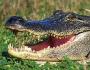 Aligatori (lat. Aligator).  Animal aligator.  Stilul de viață și habitatul aligatorilor Inamicii animalelor formidabile