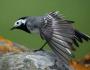 Stilul de viață și habitatul Wagtail