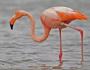 Flamingo - o pasăre a zorilor roz de dimineață Mesaj despre un animal flamingo