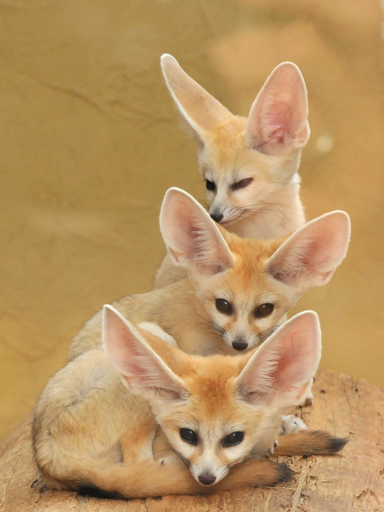 大きな耳を持つ草原の狐 Fox Fenech 熱い砂漠の独特の住人