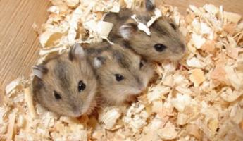 Hamsterii sunt nutriție și îngrijire. Hamsteri de casă