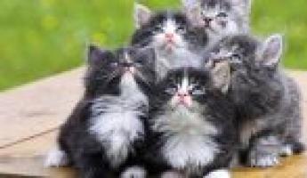 كيفية اختيار القط جيدة: تصنيف السلالات الأكثر حنون من القطط