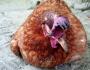 なぜ鶏が急いでいないのか：産卵量を増やすための理由