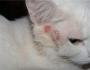 نظرة عامة على الأمراض الجلدية الشائعة في القطط مع الصور