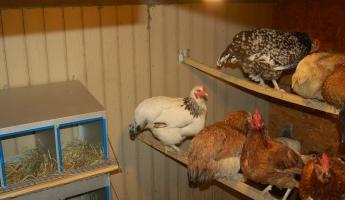 Kako zagrejati kokošku kuću u zimi - pregled opcija