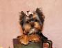 Istoria rasei Yorkshire Terrier