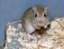 Gerbils สามัญ เมาส์หินทราย ไลฟ์สไตล์และที่อยู่อาศัยของหนูเจอร์