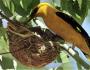 Bird întoarcere coada maro albastru negru