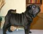 American Sharpei: ต้นกำเนิดของความแตกต่างหลักของสายพันธุ์