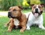 Staffordshire Terrier: ลักษณะของสุนัขและคำแนะนำแก่หัวหน้านักบวช