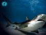 Tiger Shark - Wikipedia RU