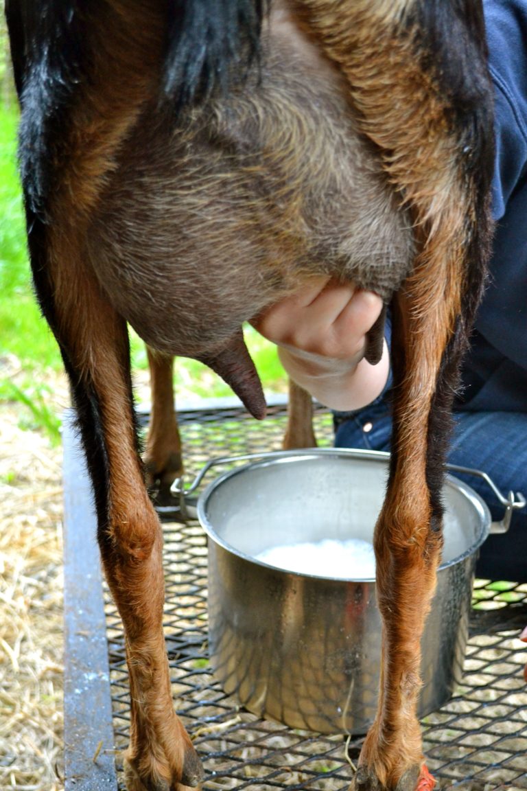 Как доить козу руками