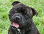 ภาษาอังกฤษ Staffordshire Terrier: คำอธิบายและลักษณะของสายพันธุ์