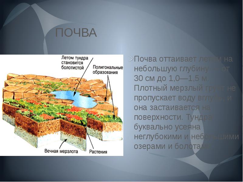Почвы и их свойства тундры. Почвы тундры. Почвы тундры в России. Виды почв в тундре. Характеристика почв тундры.
