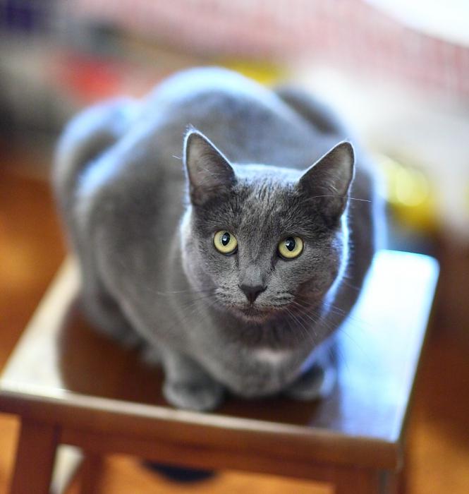 Серая Кошка С Голубыми Глазами Фото
